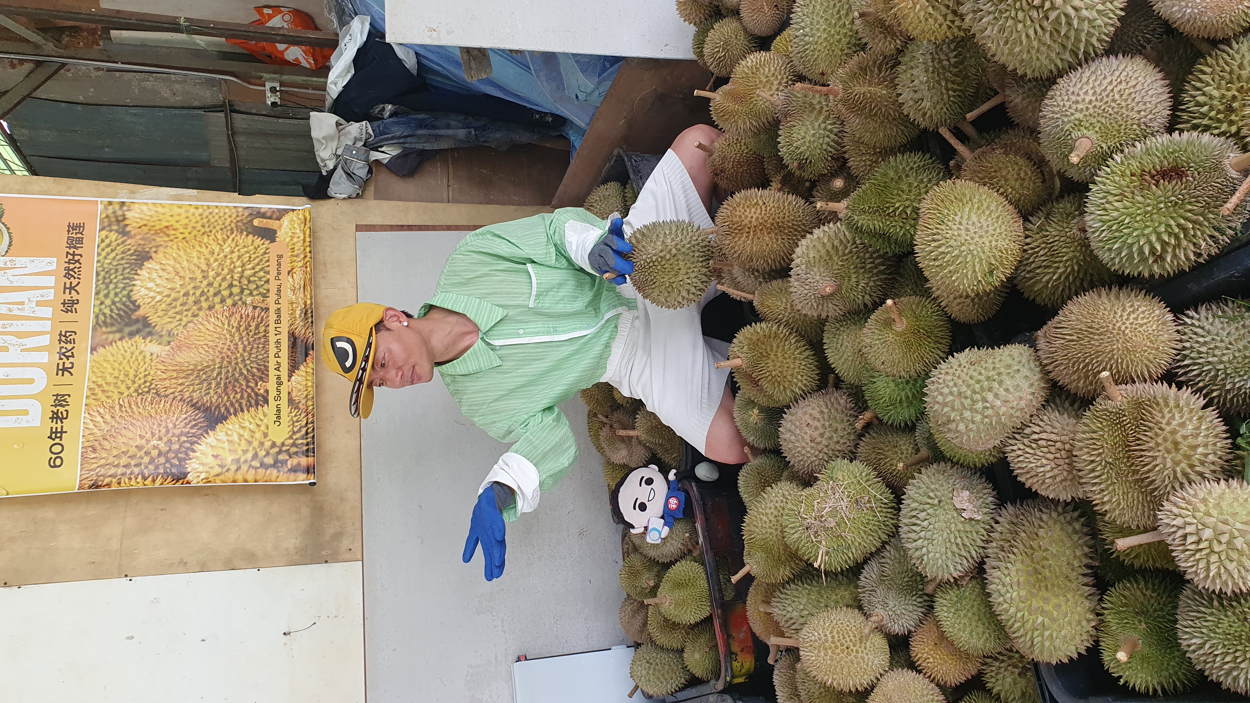 Fresh Durian Harvest